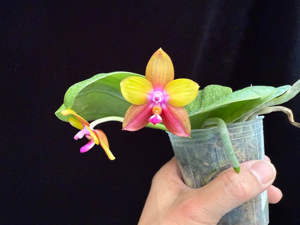 Phalaenopsis Mituo Love Eagle 250509 Flowering