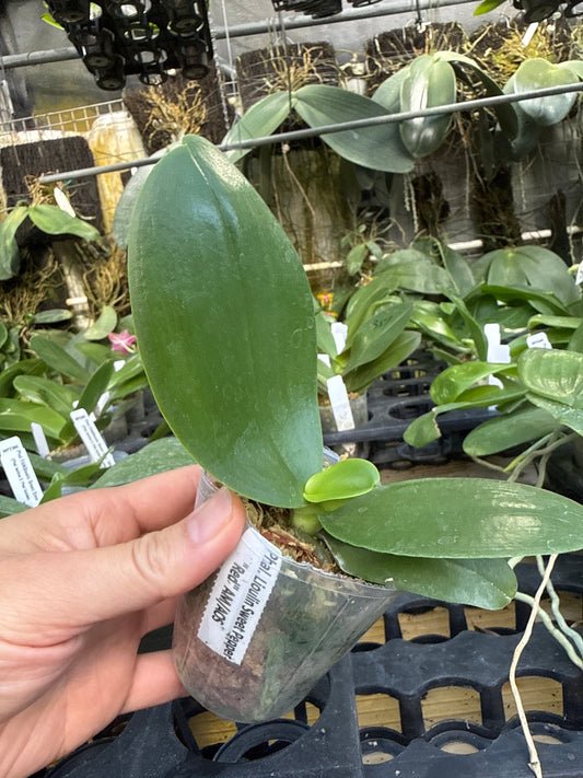 WP241206 Phalaenopsis Lioulin Sweet Pepper 'Red' AM/AOS