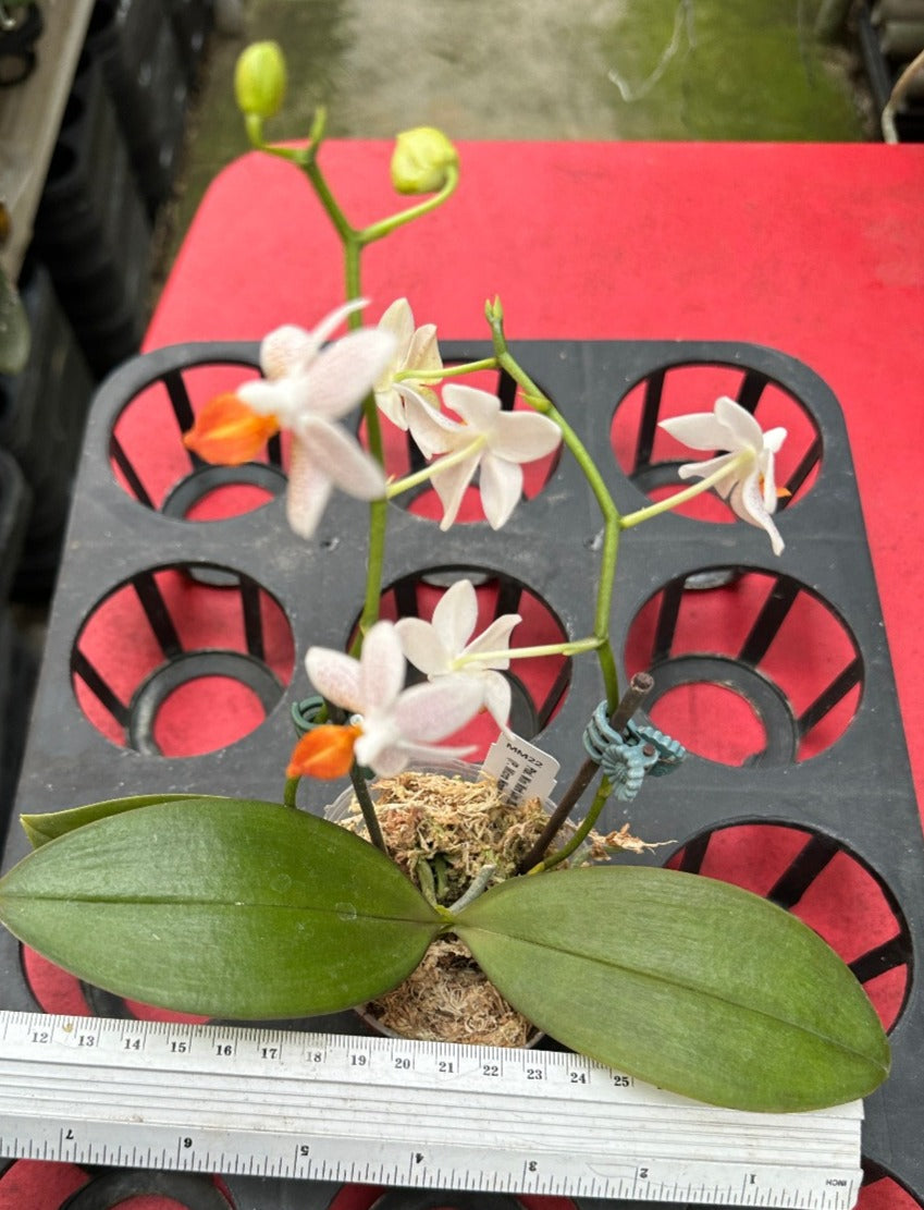 Phalaenopsis Mini Mark 251207 Spiking - 2 spikes