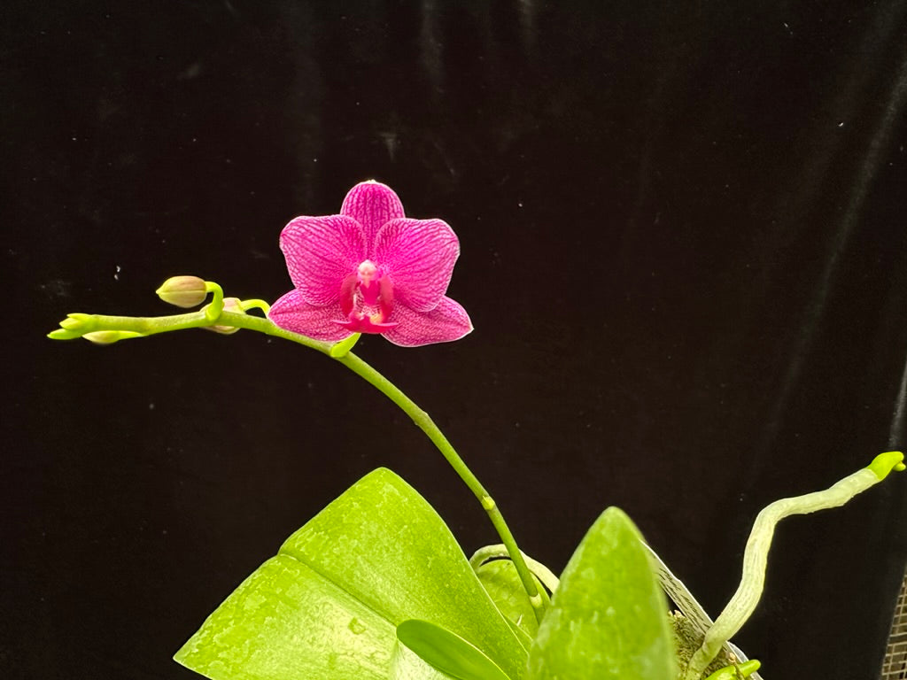 Phalaenopsis Mituo Vivien 230815