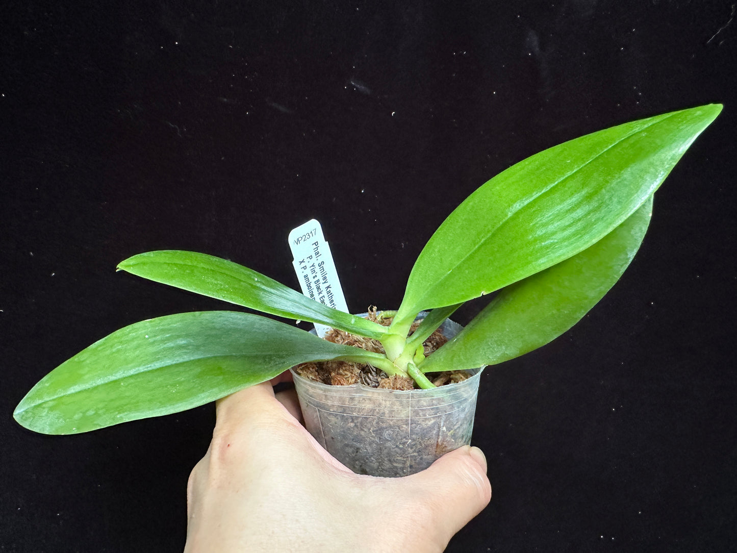 Phalaenopsis Smiley Katherine 'Wilson #3' 231120 Spiking