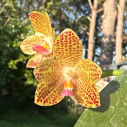 Phalaenopsis Christina Weltz 240518 Flowering