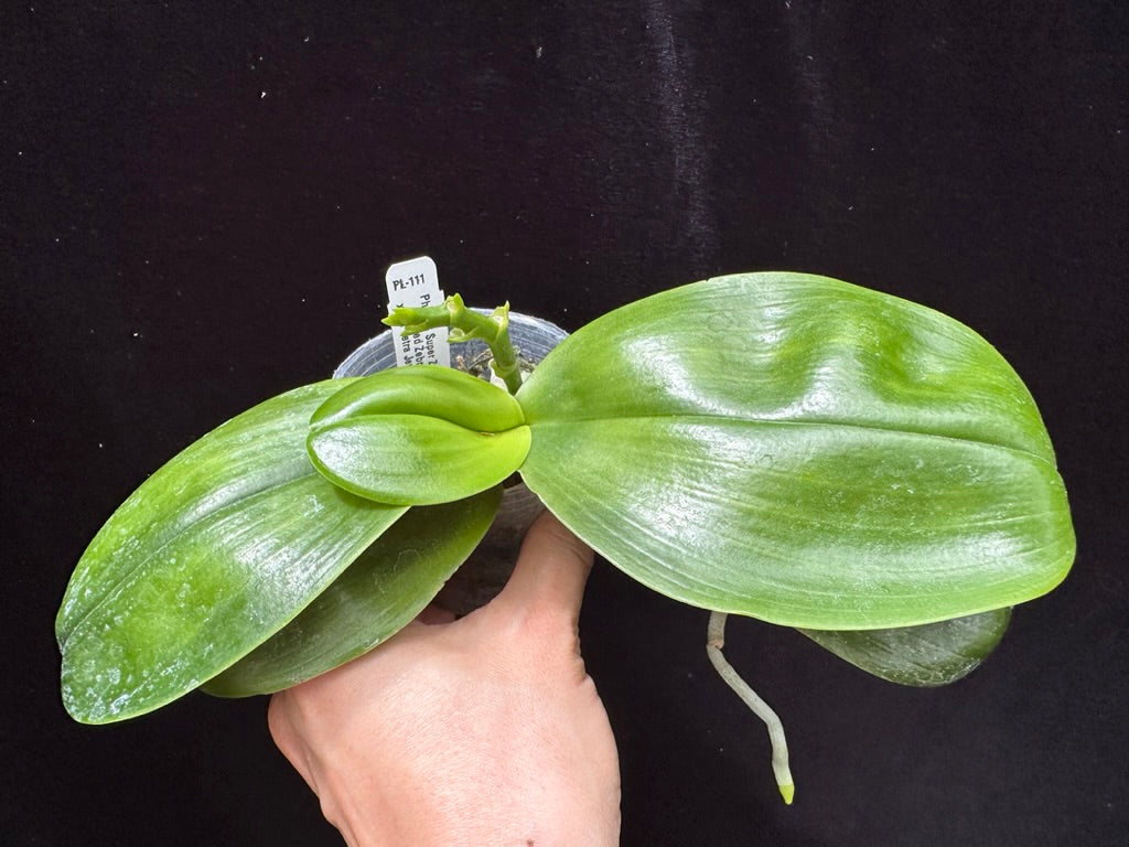 Phalaenopsis KS Super Zebra 'Pylo' AM/AOS