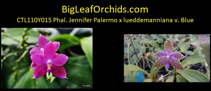 Phalaenopsis YangYang Blue Baby - Seedlings