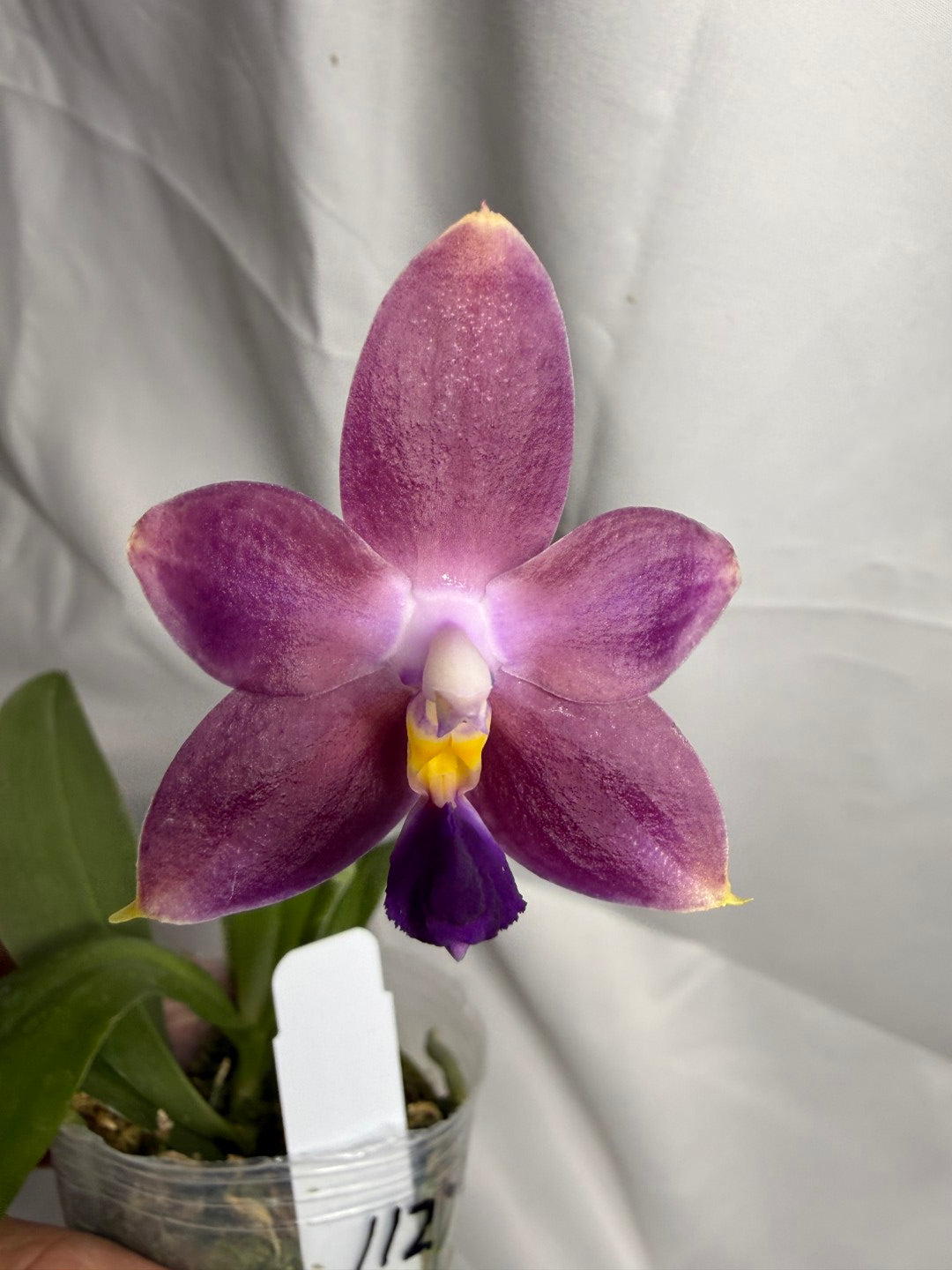 Phalaenopsis (Zheng Min Canary-violacea x CTL Taichung Girl) 251202 Flowering