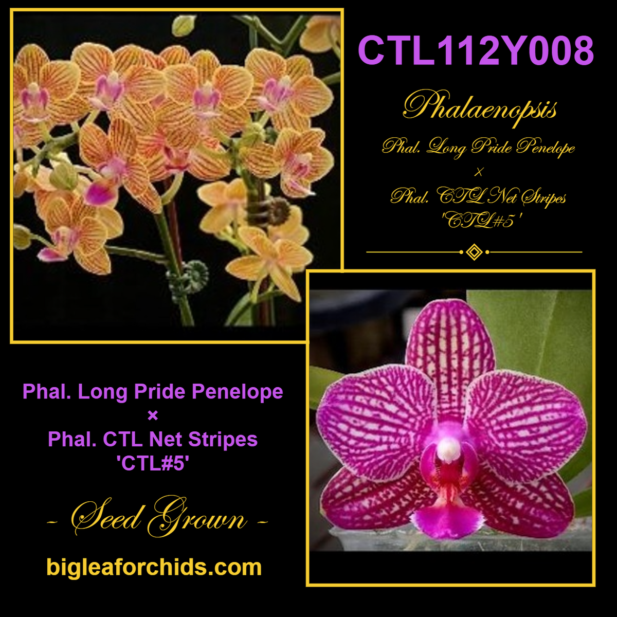 Phalaenopsis Long Pride Penelope x (Chih Shang's Stripes - Yungho Princess Gelb)
