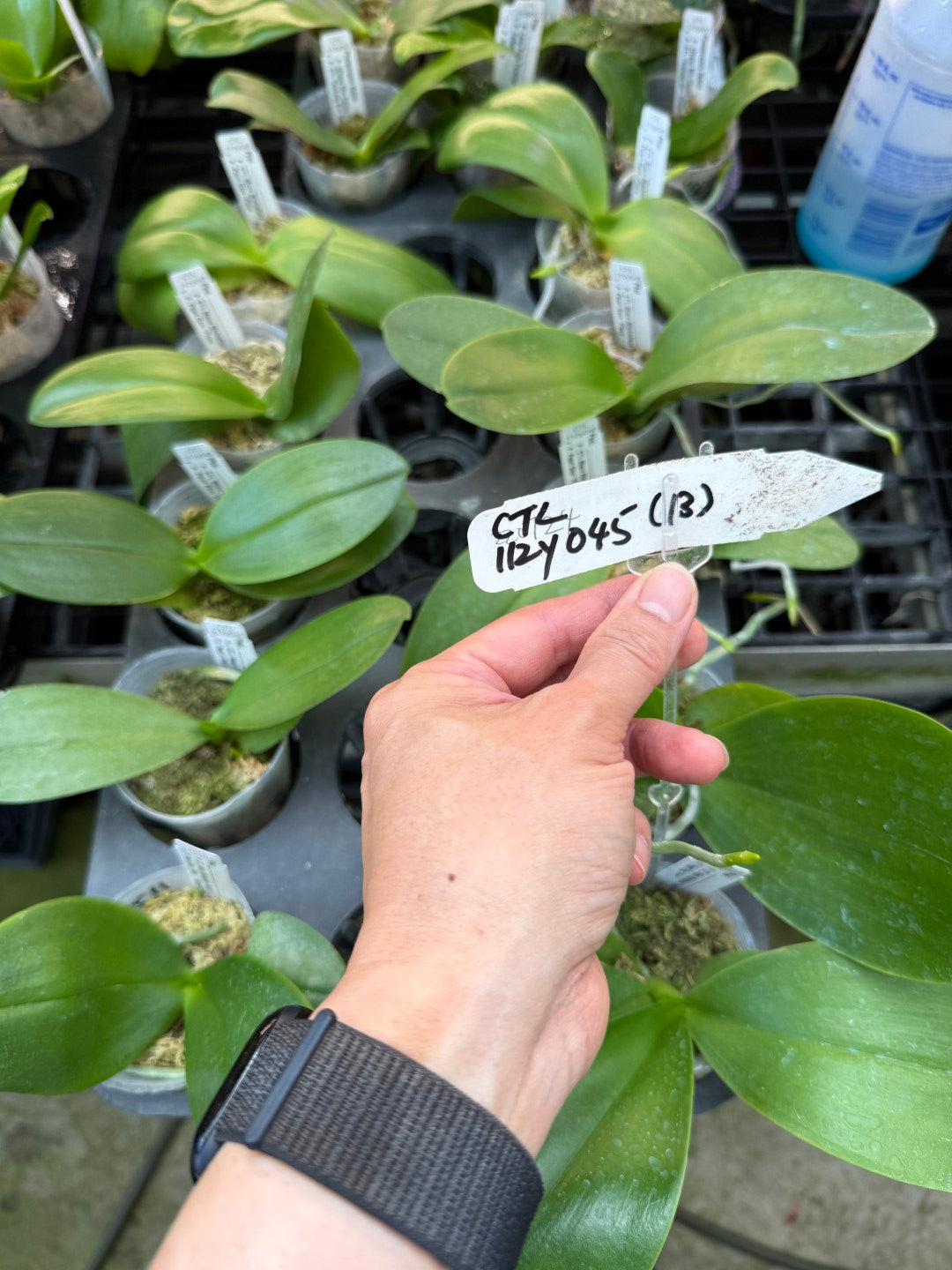 CTL112y045 - Phalaenopsis (CTL Macu Michollens x Pearl Gem 'flava') Seed Grown