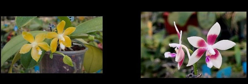 Phalaenopsis Yaphon Little Pixiel x Memoria Ida Freimann