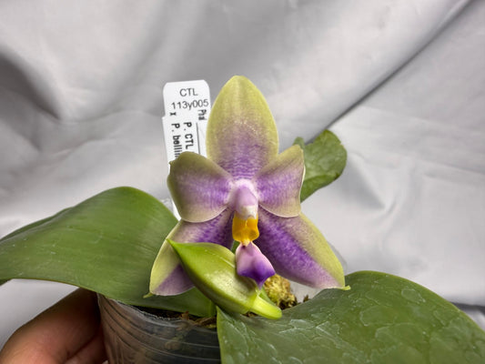 CTL113y005 - Phalaenopsis (CTL Peraso Sunset x bellina) Seed Grown 260612 Flowering (Copy)