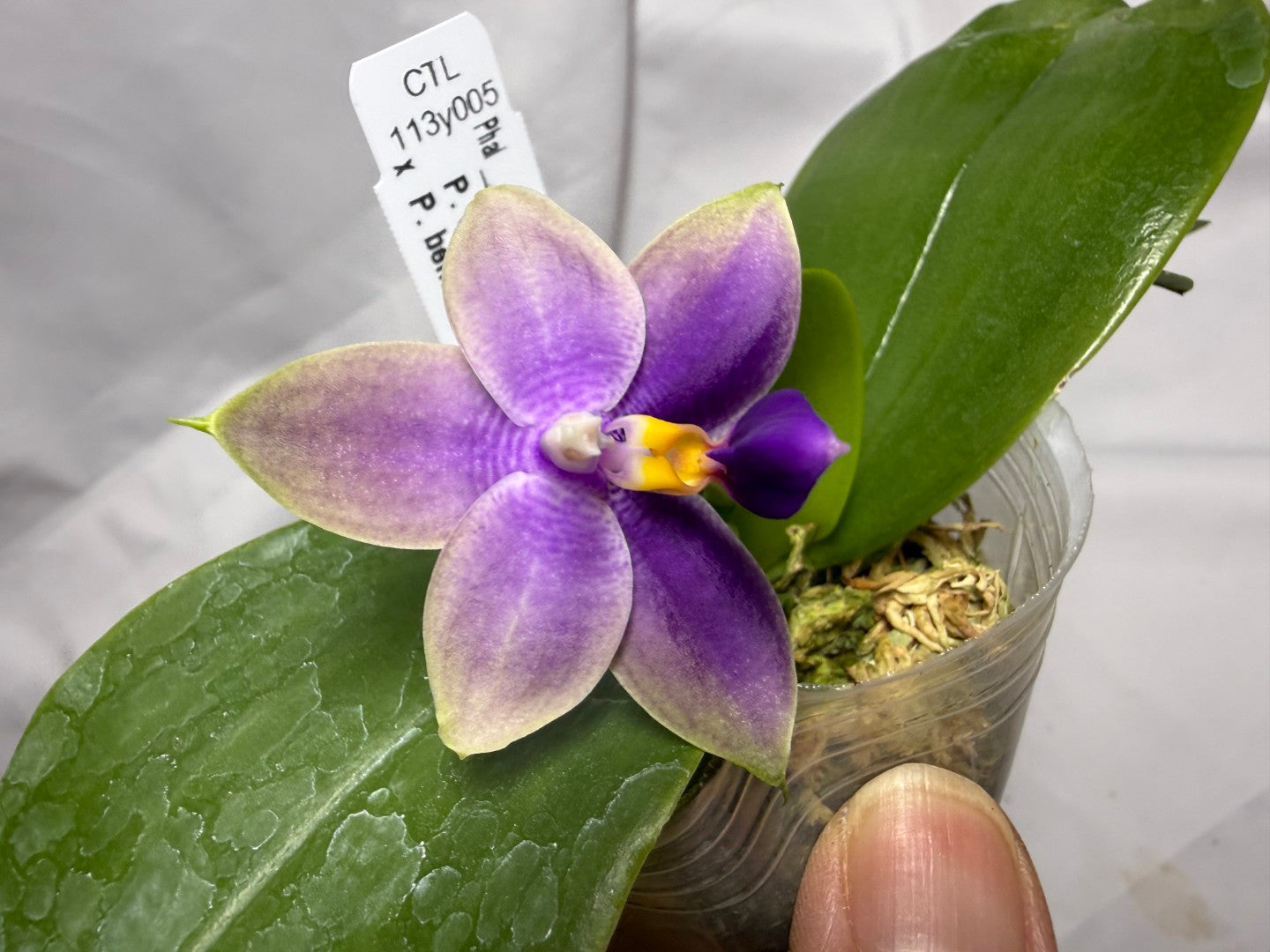 CTL113y005 - Phalaenopsis (CTL Peraso Sunset x bellina) Seed Grown 260614 Flowering