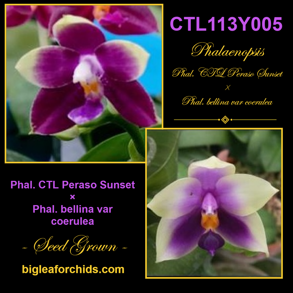 CTL113y005 - Phalaenopsis (CTL Peraso Sunset x bellina) Seed Grown