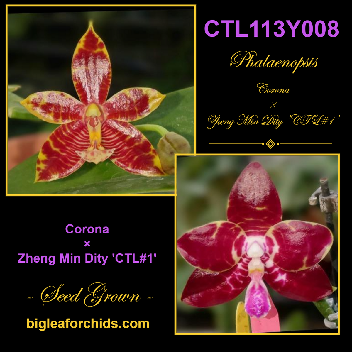 CTL113y008 - Phalaenopsis (Corona X Zheng Min Dity 'CTL#1') Seed Grown
