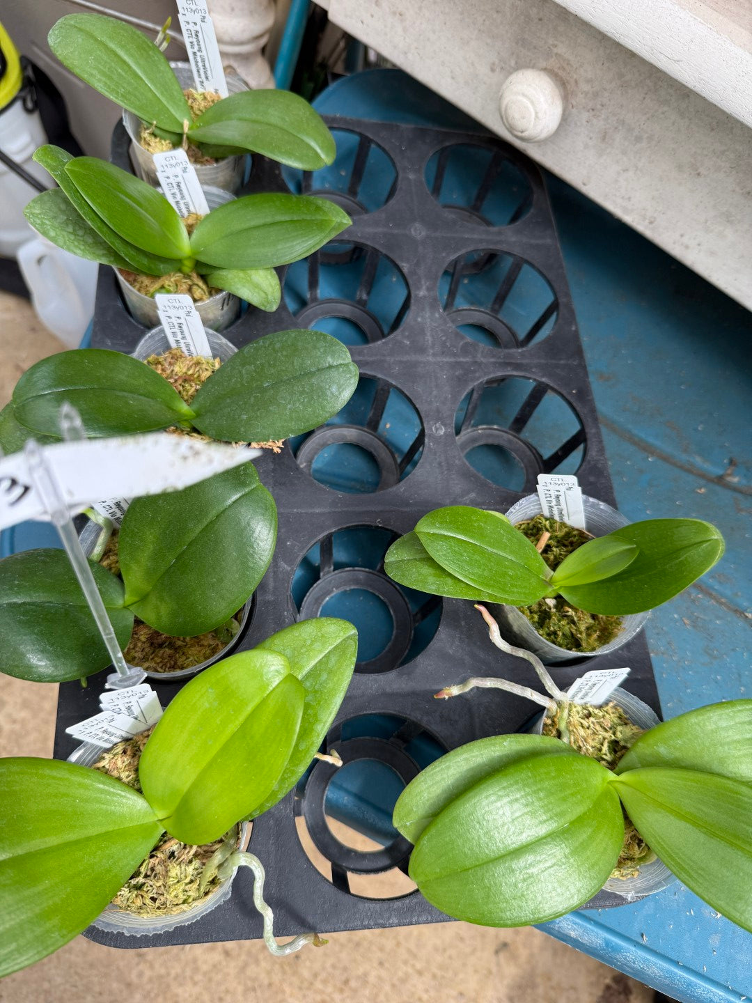 CTL113y013 - Phalaenopsis (Reyoung UltraViolet X CTL Vio Michollens) Seed Grown