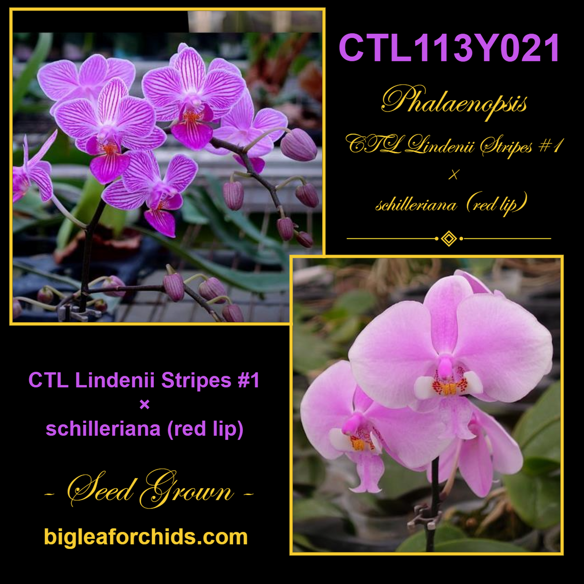 CTL113y021 - Phalaenopsis (CTL Lindenii Stripes X schilleriana) Seed Grown