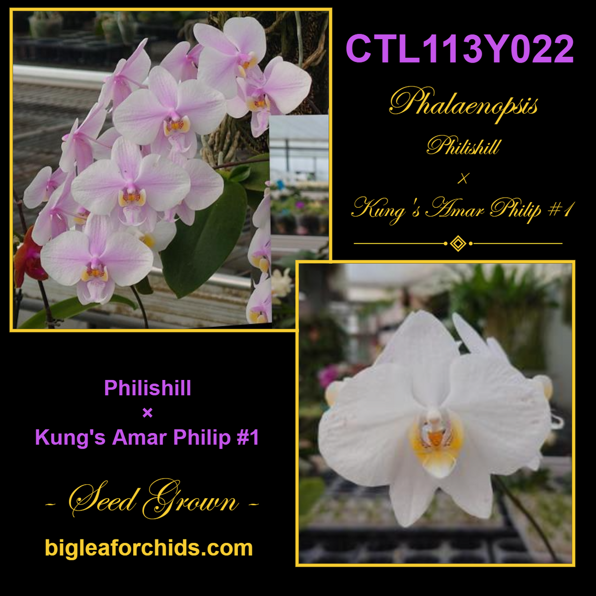 CTL113y022 - Phalaenopsis (Philishill X Kung's Amar Philip) Seed Grown