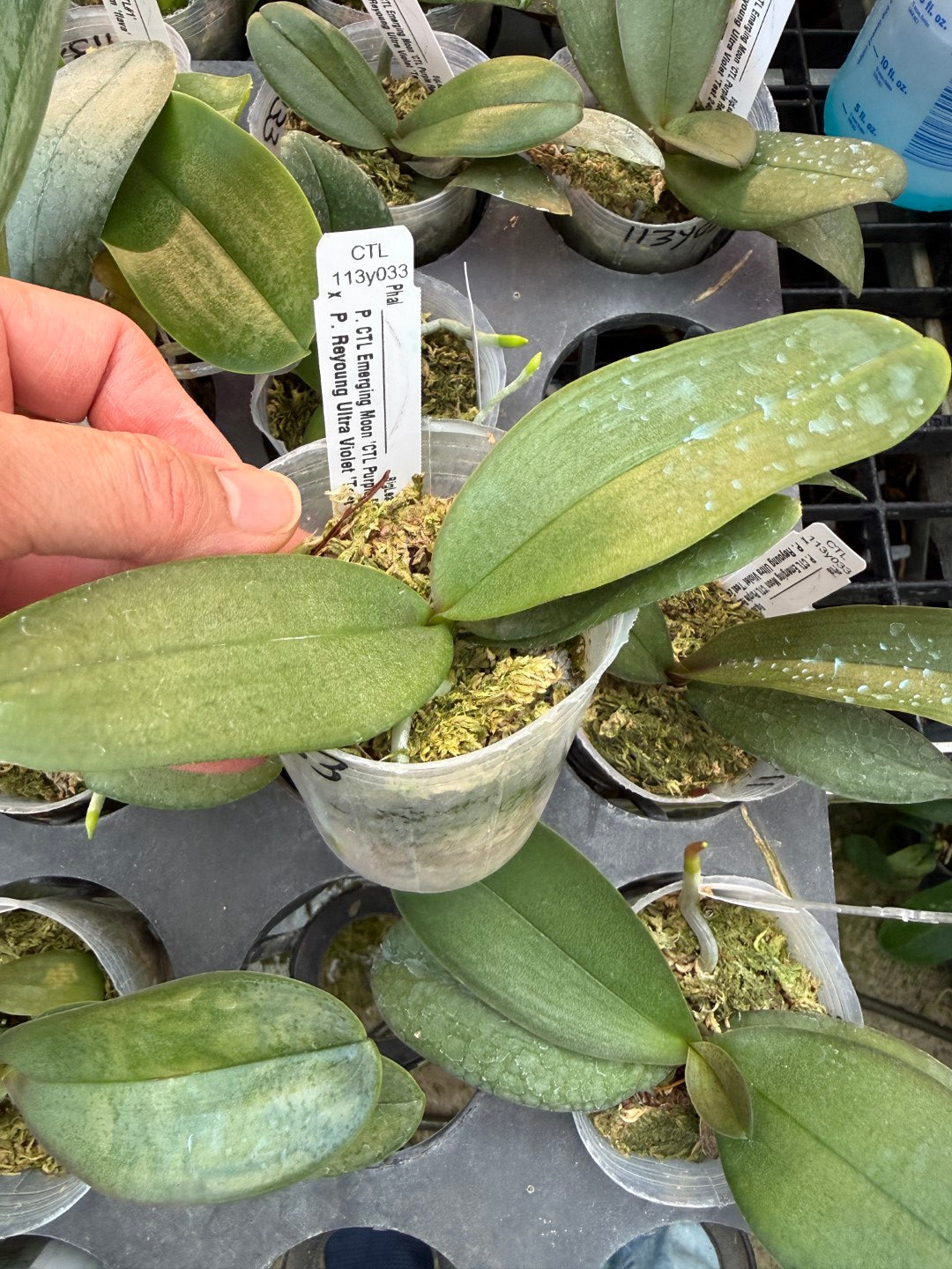 CTL113y033 - Phalaenopsis (CTL Emerging Moon x Reyoung UltraViolet) Seed Grown