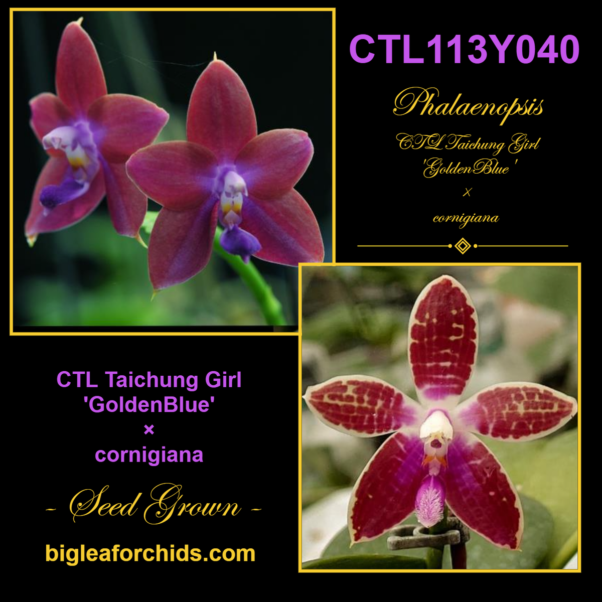 CTL113y040 - Phalaenopsis (CTL Taichung Girl X corningiana) Seed Grown