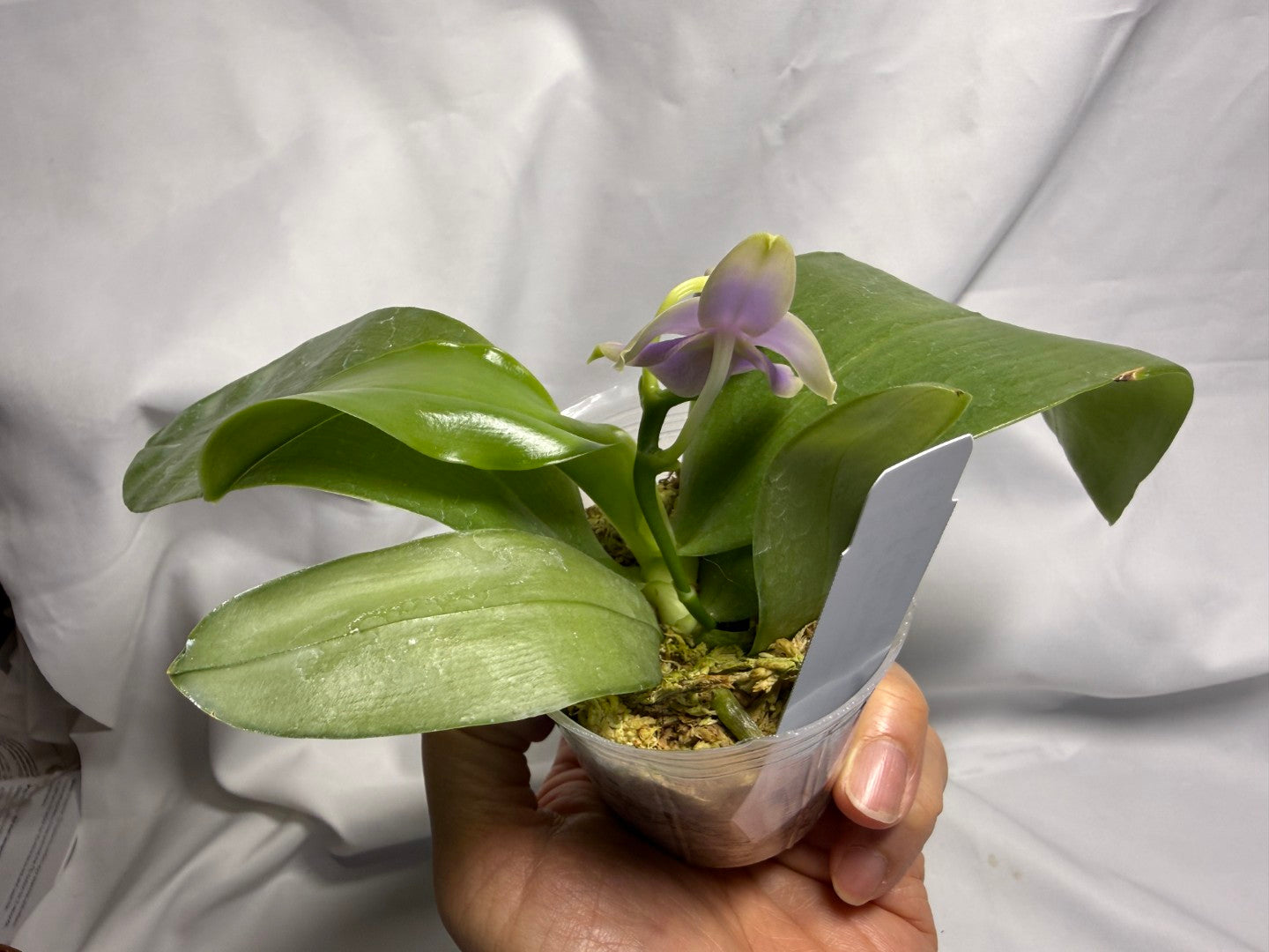 CTL113y005 - Phalaenopsis (CTL Peraso Sunset x bellina) Seed Grown 260611 Flowering