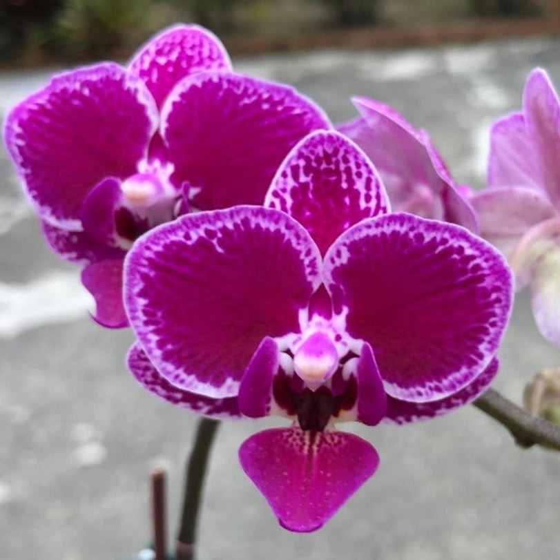 Phalaenopsis Chia E Yenlin 'Variegata' 231120 Spiking