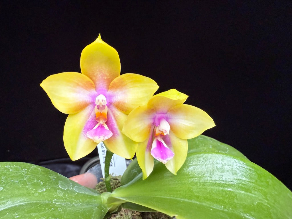 Phalaenopsis Mituo Gelb Eagle x Mituo GH King Star 250515A Flowering