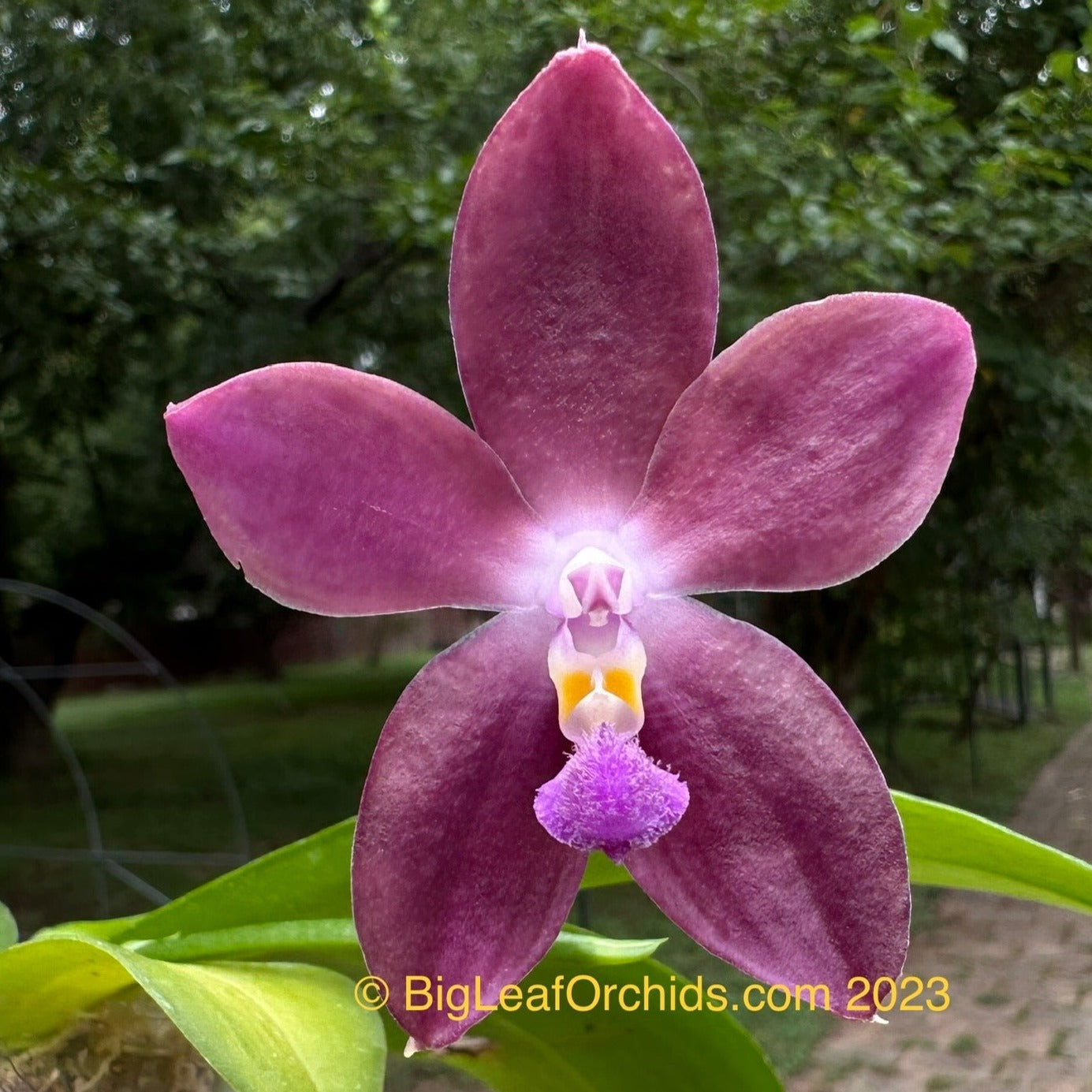 Phalaenopsis Mituo Speciosa 'Blue Starfish' HCC/AOS 230817 Flowering