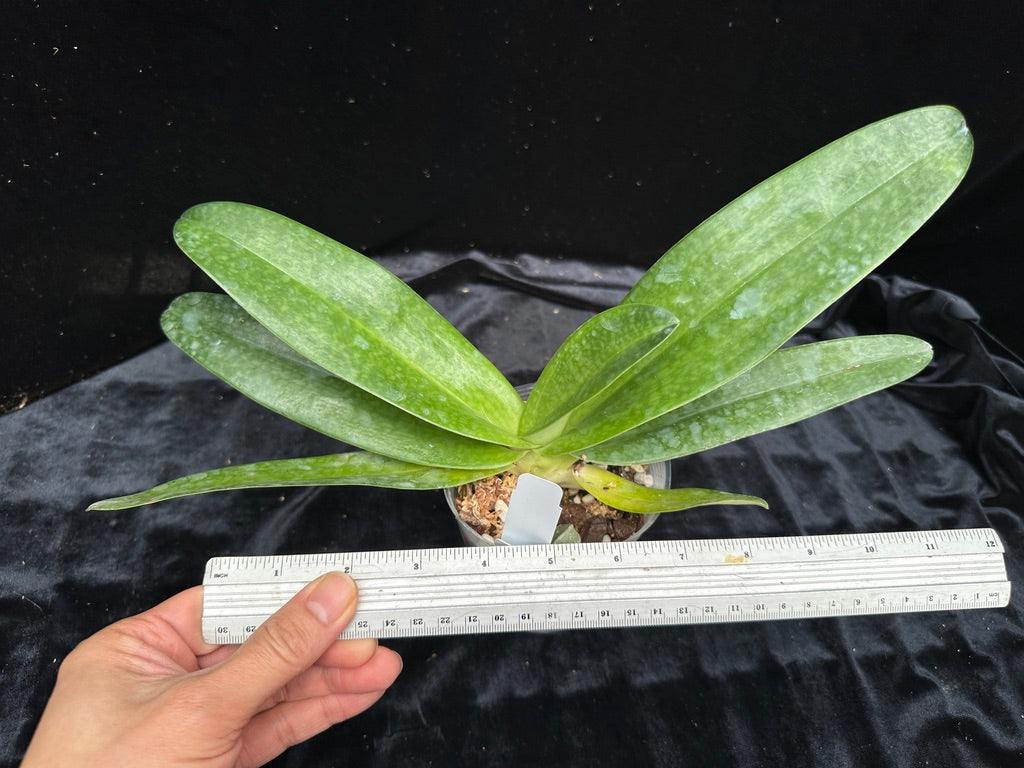 Paphiopedilum Nathaniel's Florence Gracia (rothchildianum X leucochilum)