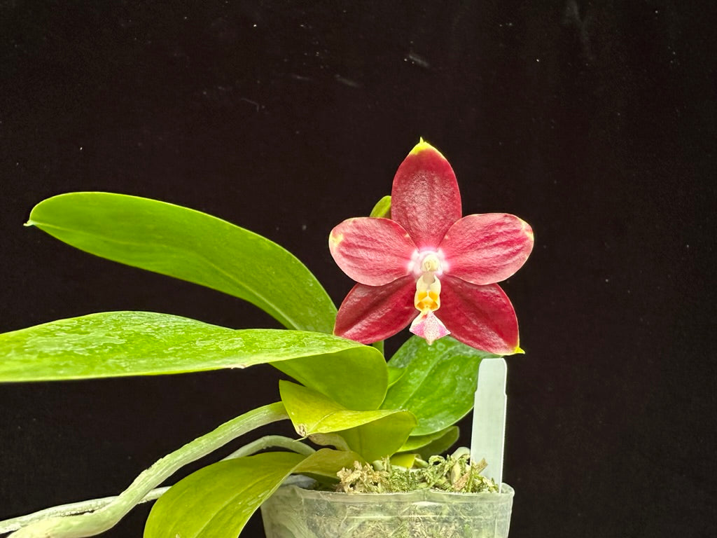 Phalaenopsis Yin's Hazel King 230915 Flowering