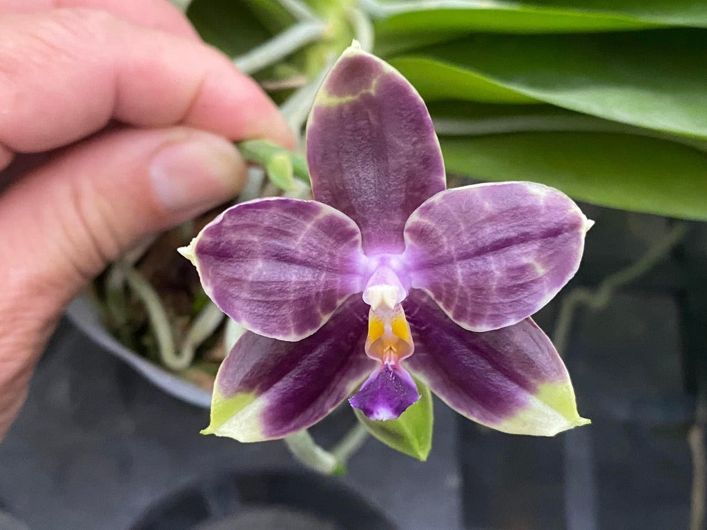 Phalaenopsis Mituo Purple Dragon 'Blue Python' 230810 Flowering