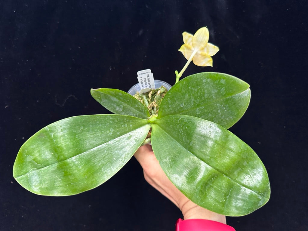 Phalaenopsis Yaphon Love Song 'Yellow Super' 230811 Flowering