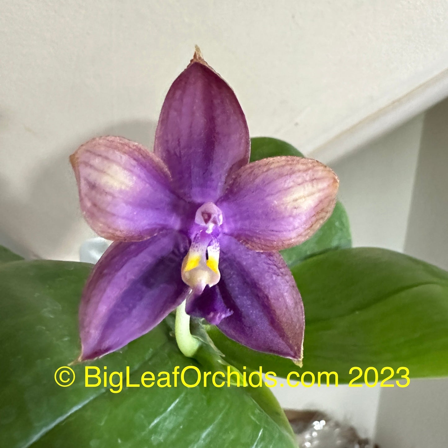 Phalaenopsis Mituo Blue Smurfs 'Sea' 230814 Flowering