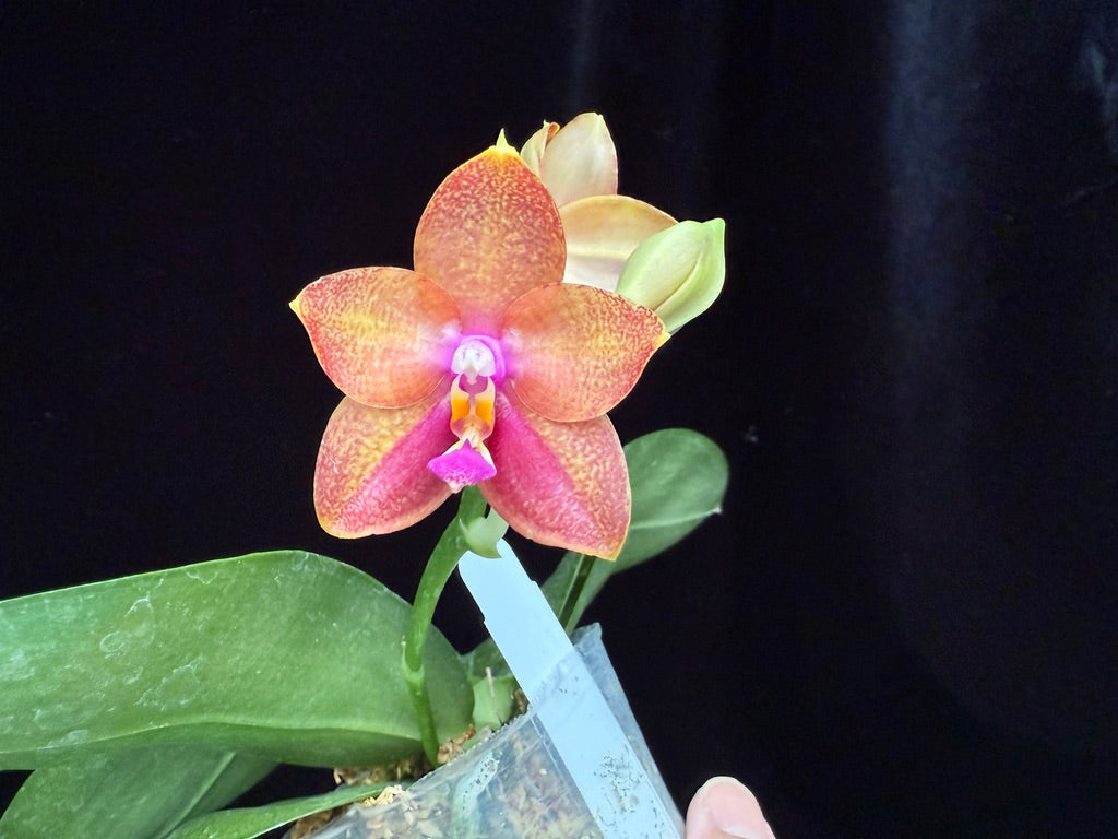 Phalaenopsis Mituo Gelb Eagle x Mituo GH King Star 250507 Flowering Seed Grown