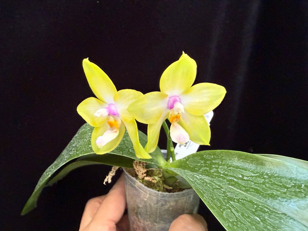 Phalaenopsis Mituo Gelb Eagle x Mituo GH King Star 250509 Flowering