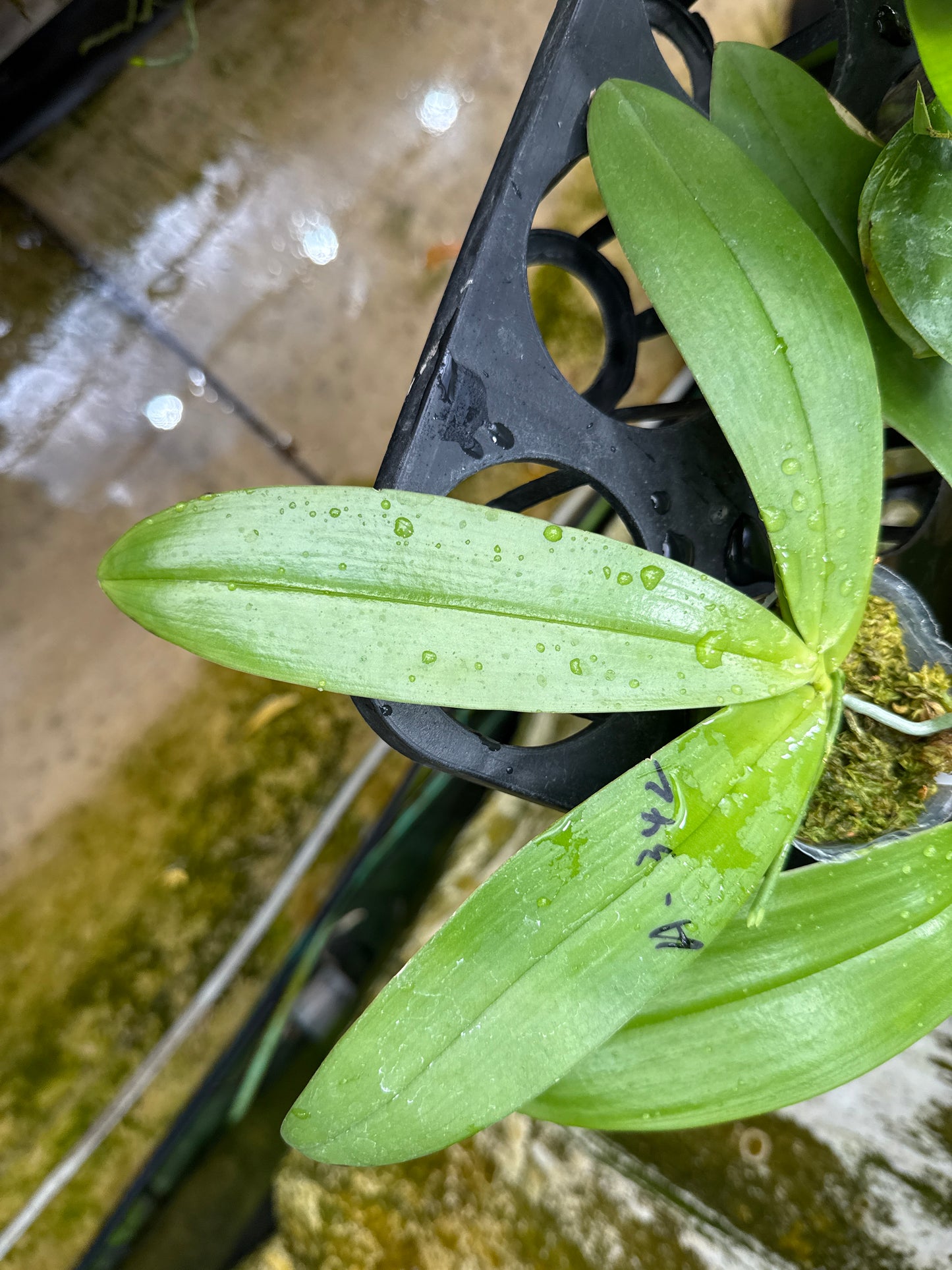 AMM342 - Phalaenopsis Mituo Speciosa x Phalaenopsis kapuasensis (seed grown)