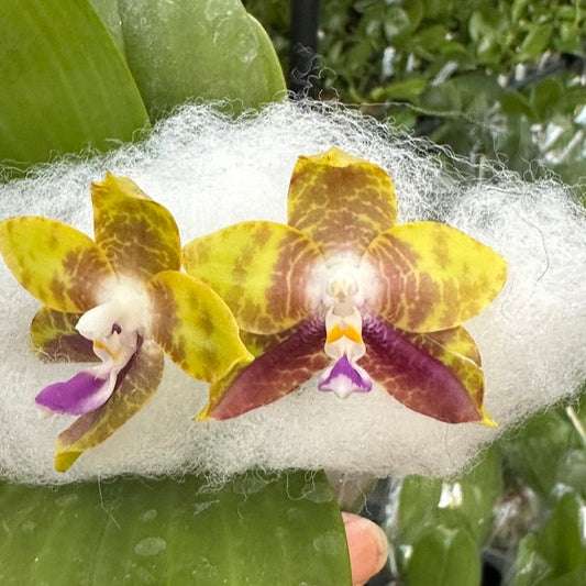 Phalaenopsis Mituo Princess x Mainshow Magic, 240514-2 Flowering