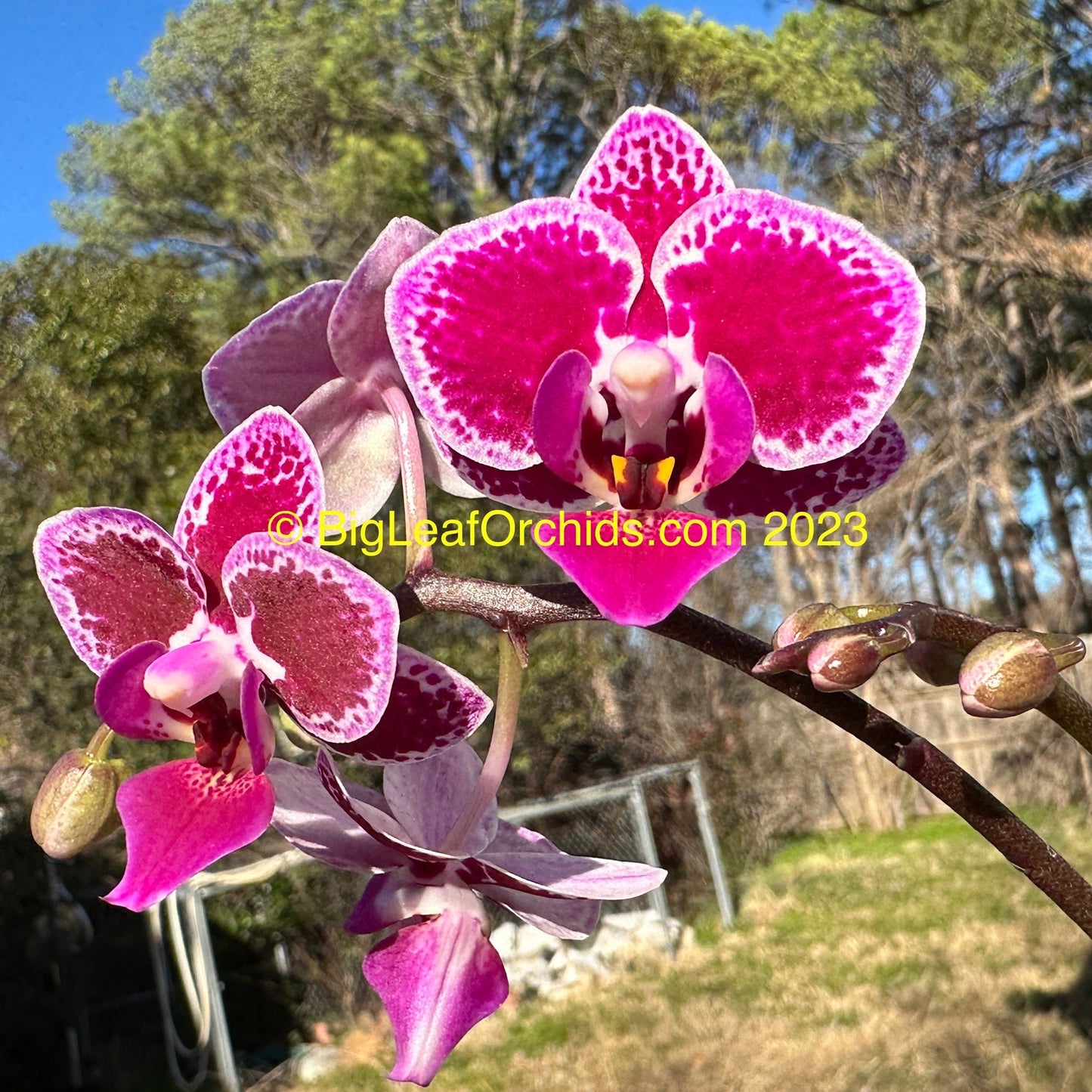 Phalaenopsis Chia E Yenlin 'Variegata' 231120 Spiking