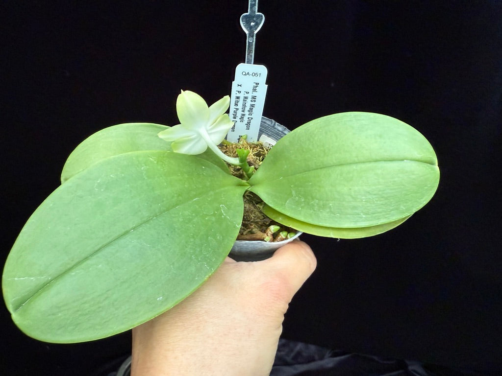 Phalaenopsis MS Magic Dragon, 250509 Flowering Seed Grown