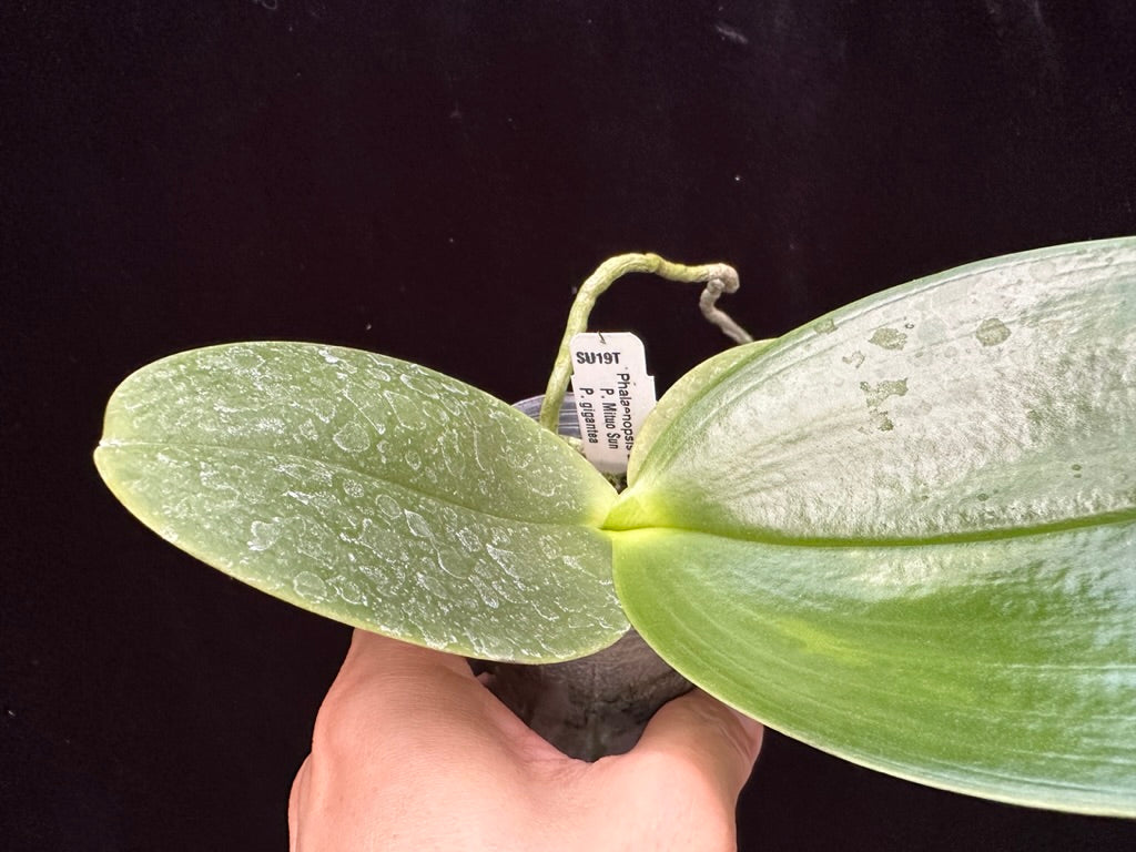Phalaenopsis LD Gigan Sun 'Peter #2'