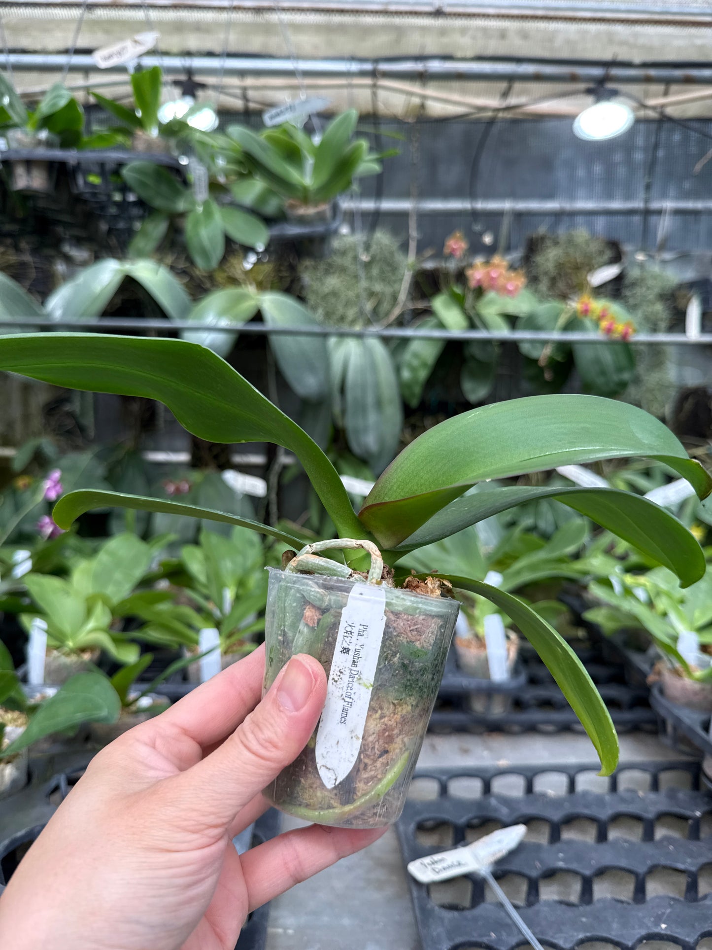 Phalaenopsis Yushan Dance of Flames