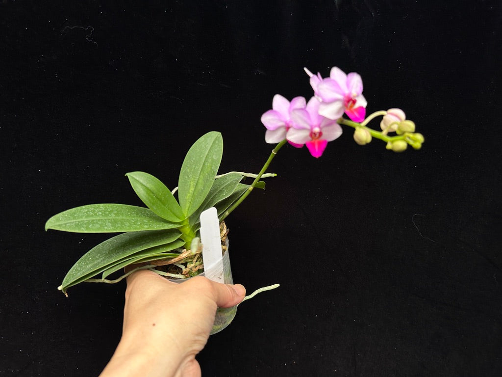 Phalaenopsis Liu's Berry 231114 Flowering