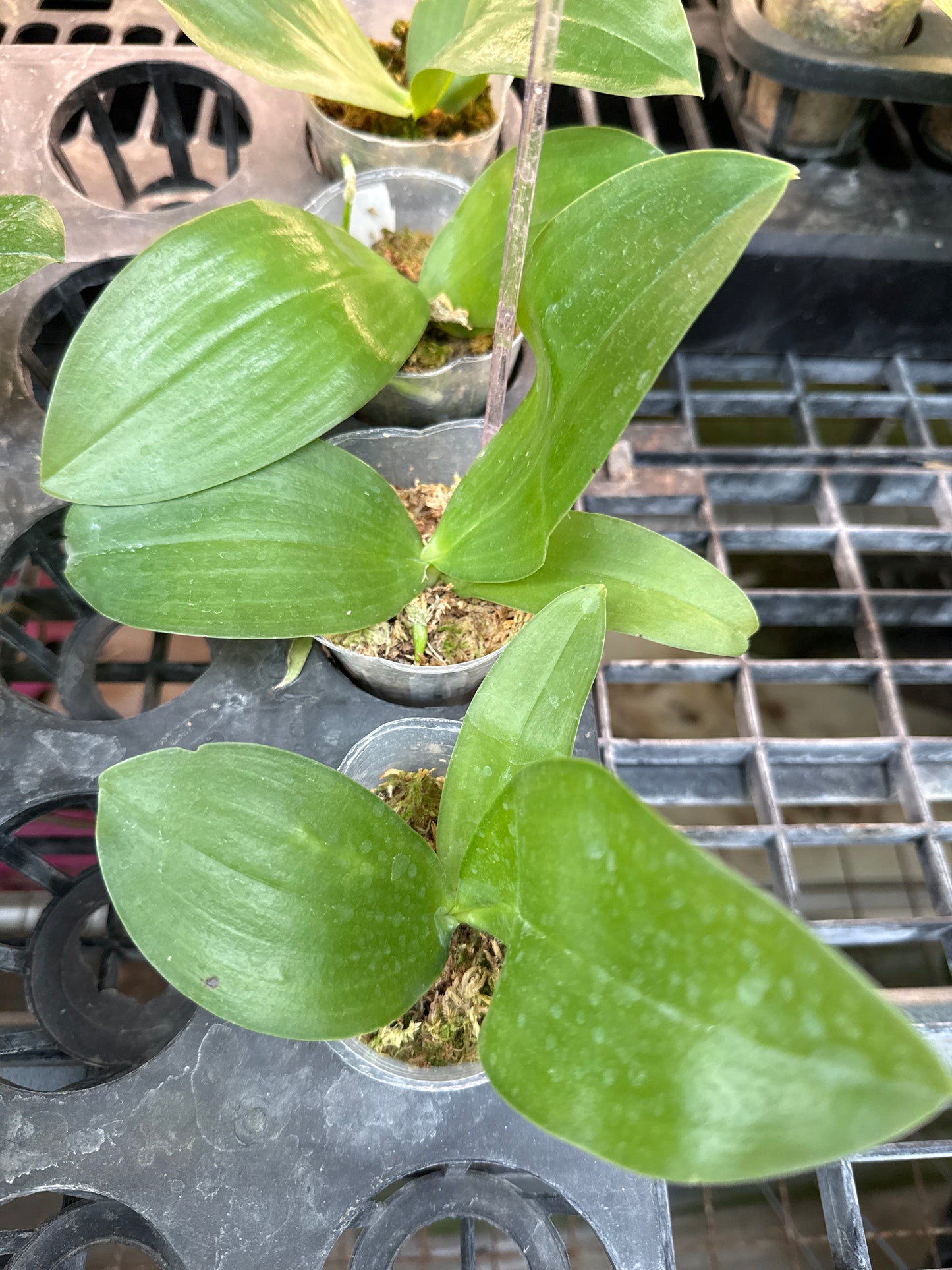 Phalaenopsis Freya's Blueberry 'Peach'