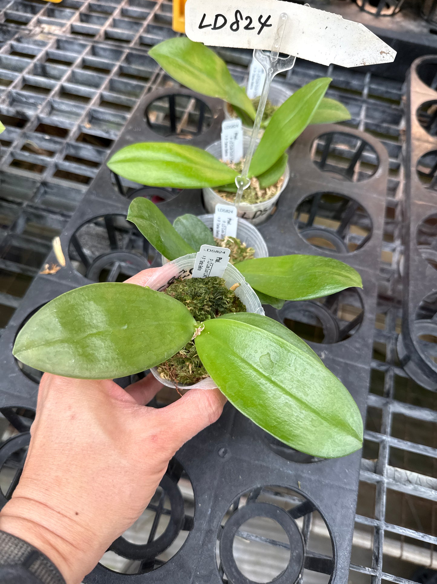 Phalaenopsis (LD Cute Duck 'LD#2' X Tarlac Bellina) - seed Grown