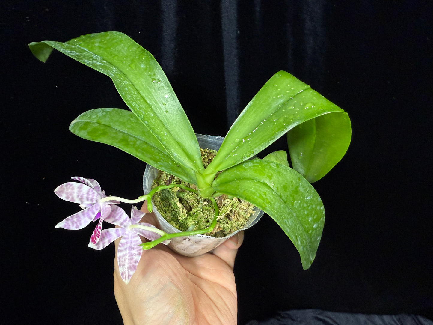 Phalaenopsis lueddemanniana (Leyte) x sib - Seed Grown