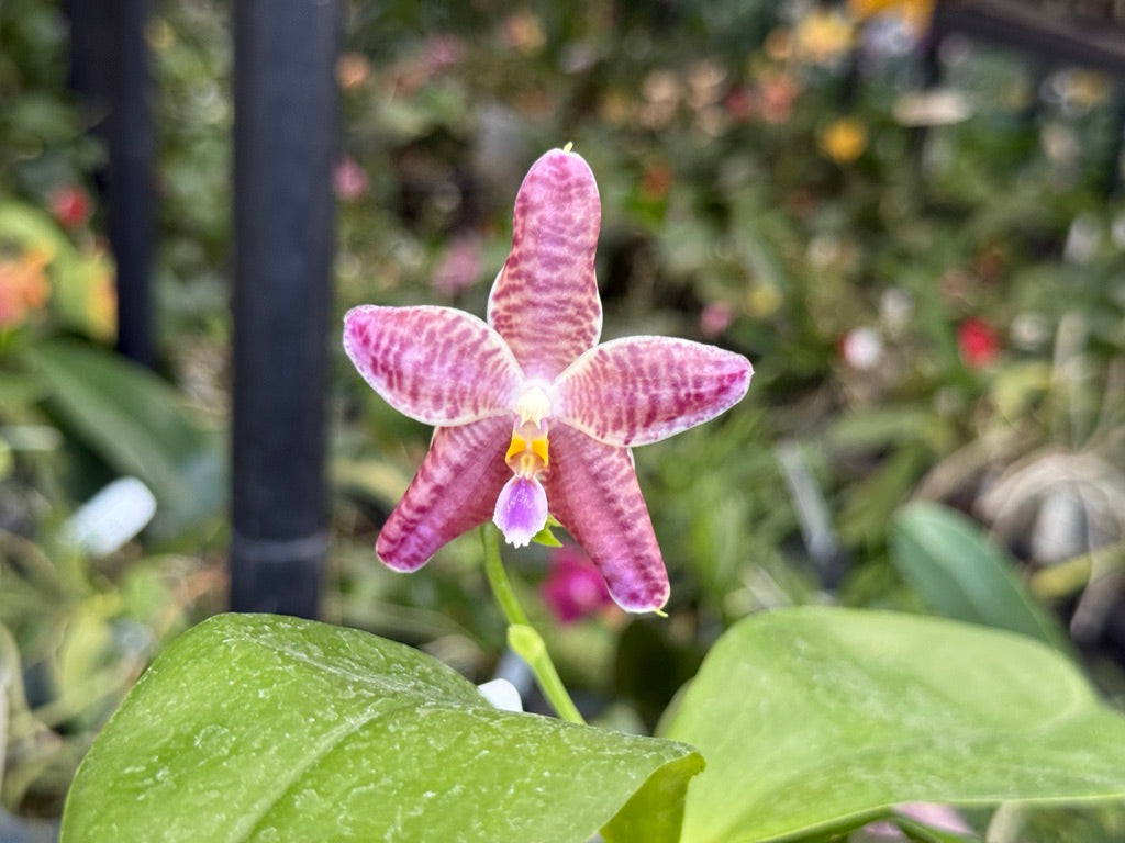 Phalaenopsis Lioulin Blue Peacock x Scott B. Taylor 250509 Flowering