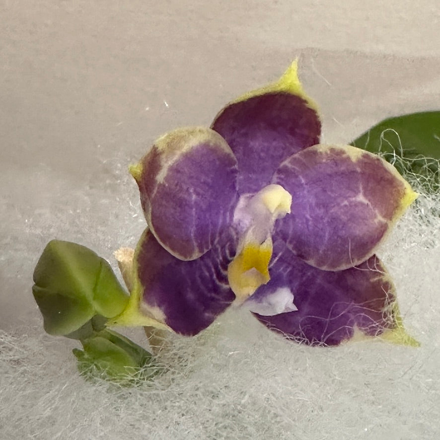 Phalaenopsis Mituo Purple Dragon 'Blue Penguin' Spiking