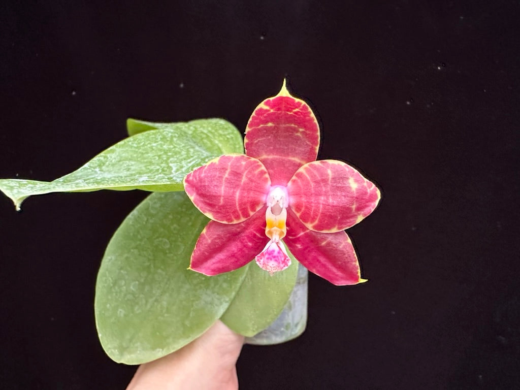 Phalaenopsis Brother Ambo Passion 'Orchid Konnection'