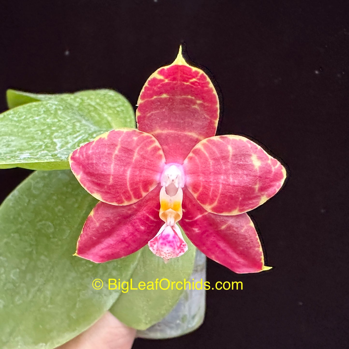 Phalaenopsis Brother Ambo Passion 'Orchid Konnection'