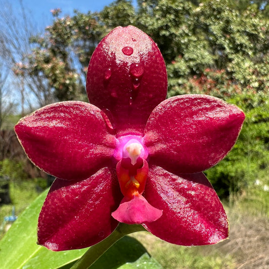 Phalaenopsis Leucadia Princess Cordova 'Memoria Ralph Smith' HCC/AOS 240330 Flowering