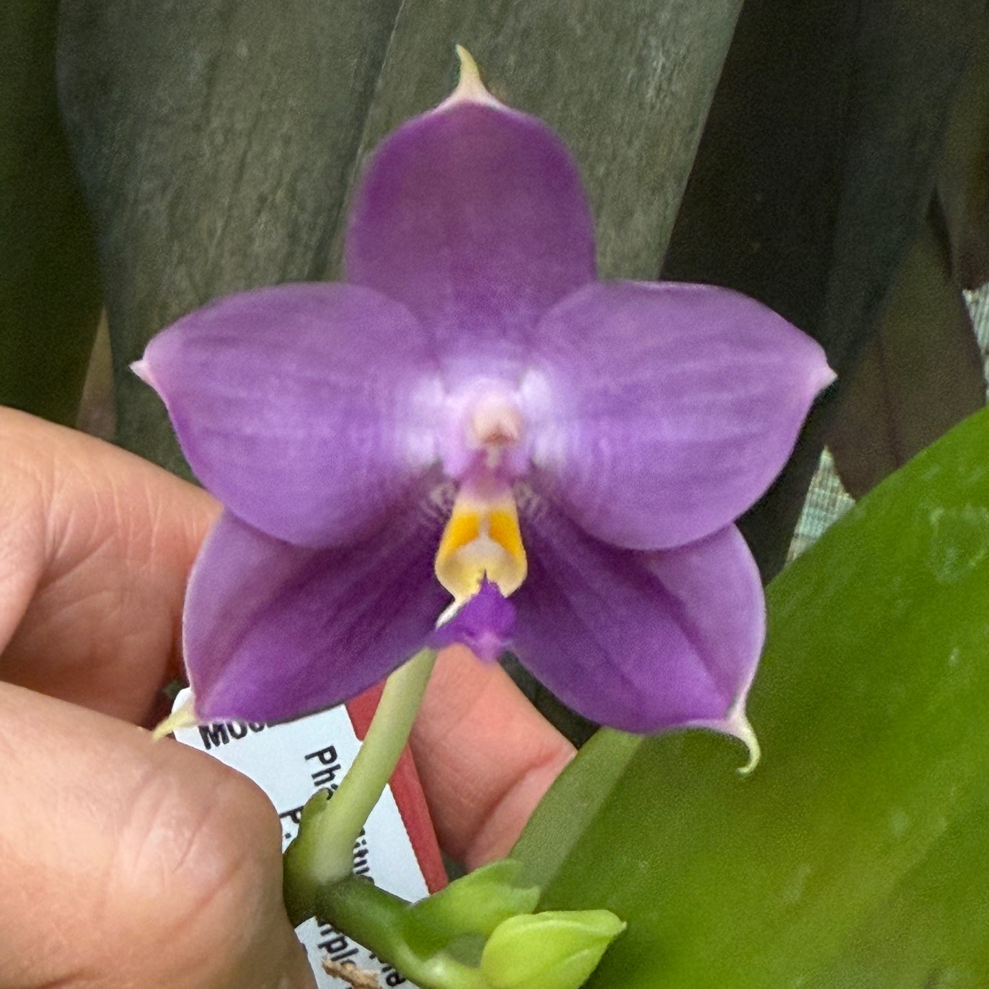 Phalaenopsis Mituo Purple Dragon ‘Night Ocean’ 夜海 Flowering
