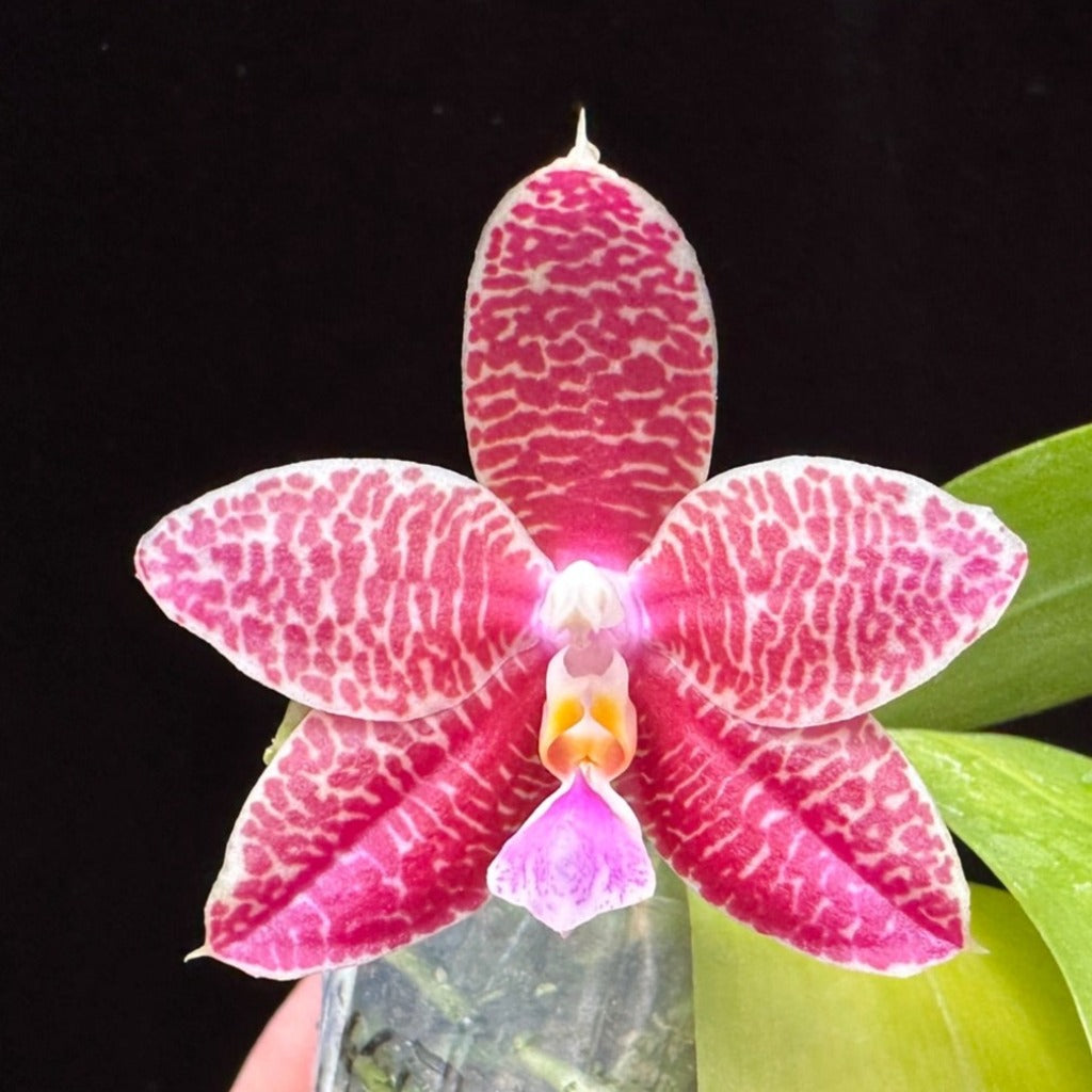 Phalaenopsis (Zheng Min Etching × Brother Ambo Passion) Seedling