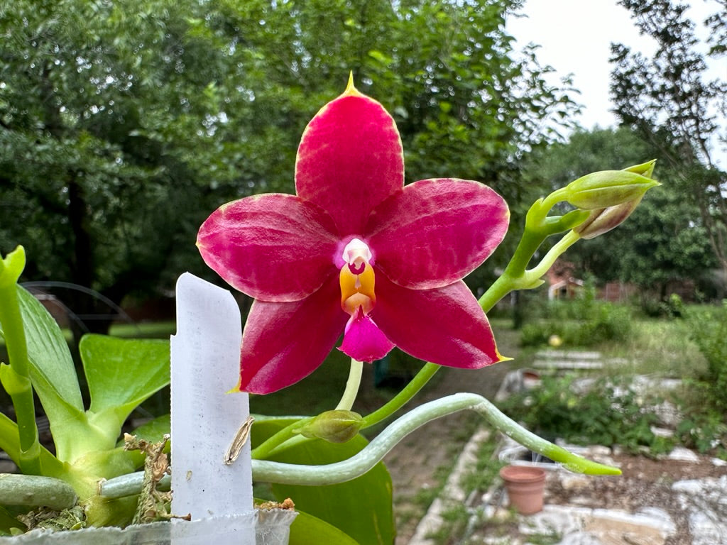 Phalaenopsis Yin's Yew - Seedling